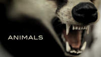animals